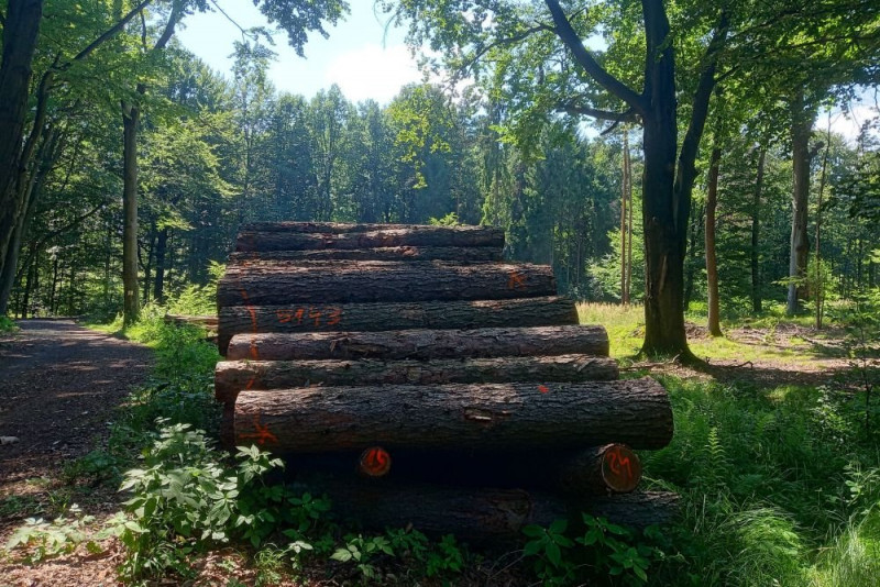 Wycinka lasów znacząco potęguje ryzyko powodzi